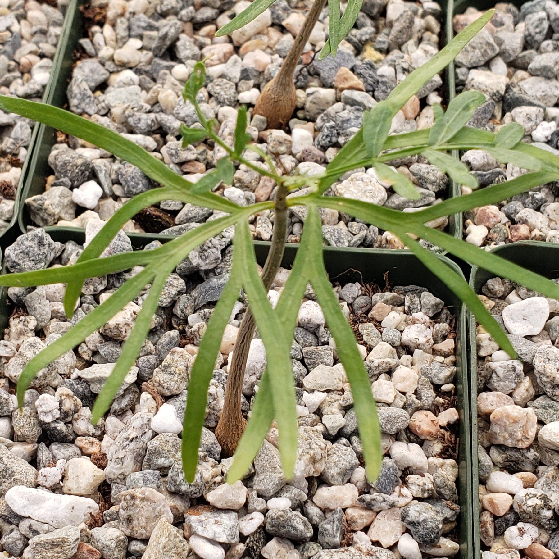 Bursera microphylla Elephant Tree – Planet Desert