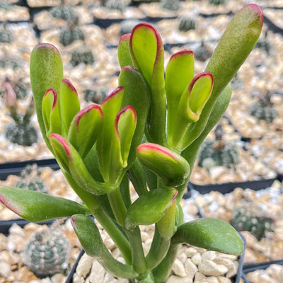 ET fingers - Variegated Jade Plant 'Crassula ovata variegata' - 4