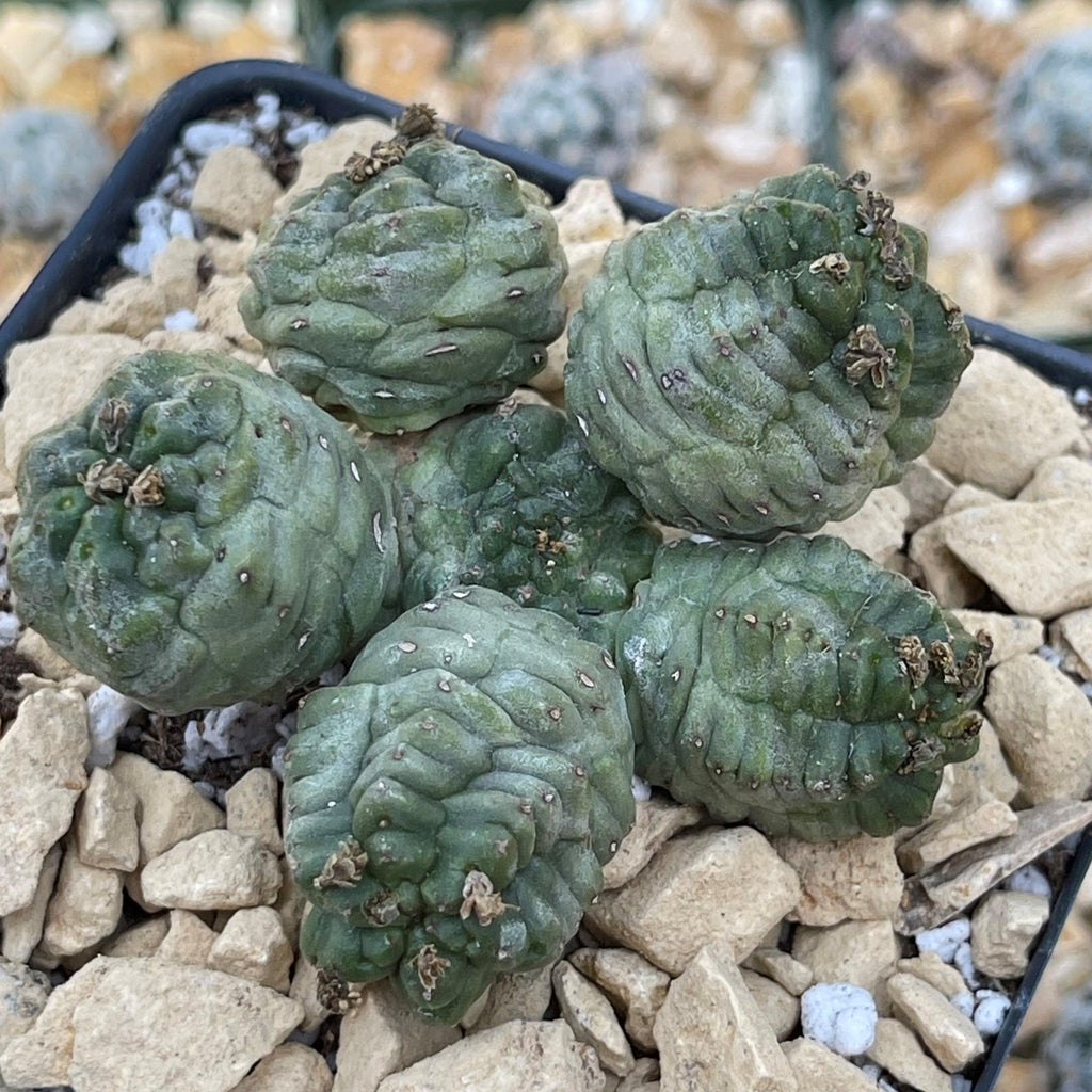 Euphorbia pseudoglobosa green