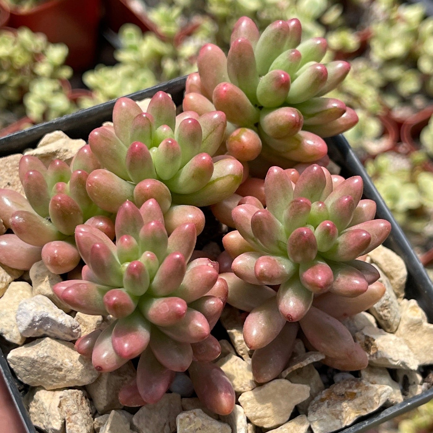 pink tipped succulent Shop 'Sedum aurora – Pink Jellybean Succulent' Care and Info