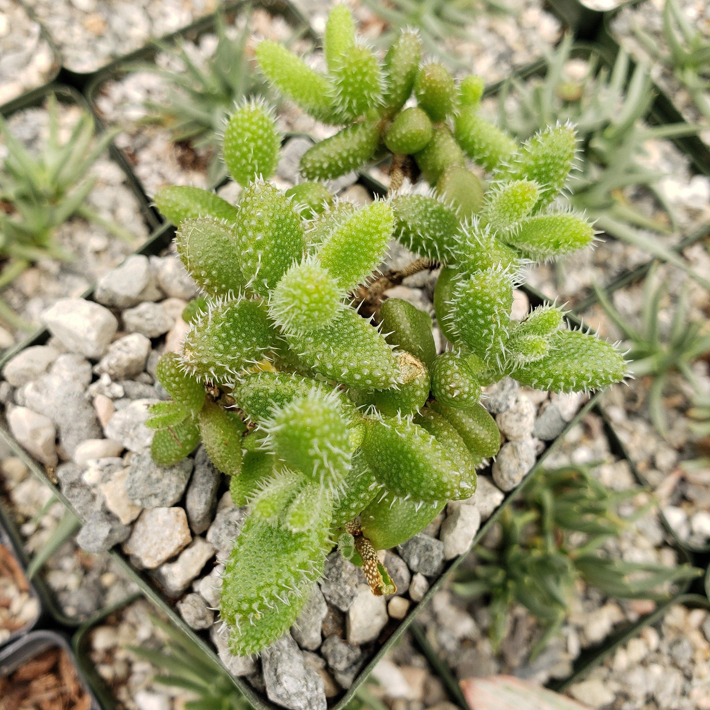 Show Pickle Plant Delosperma Echinatum Care And Growing Guide show-pickle-plant-delosperma-echinatum-care-and-growing-guide