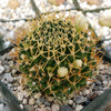 Mammillaria camptotricha marnier