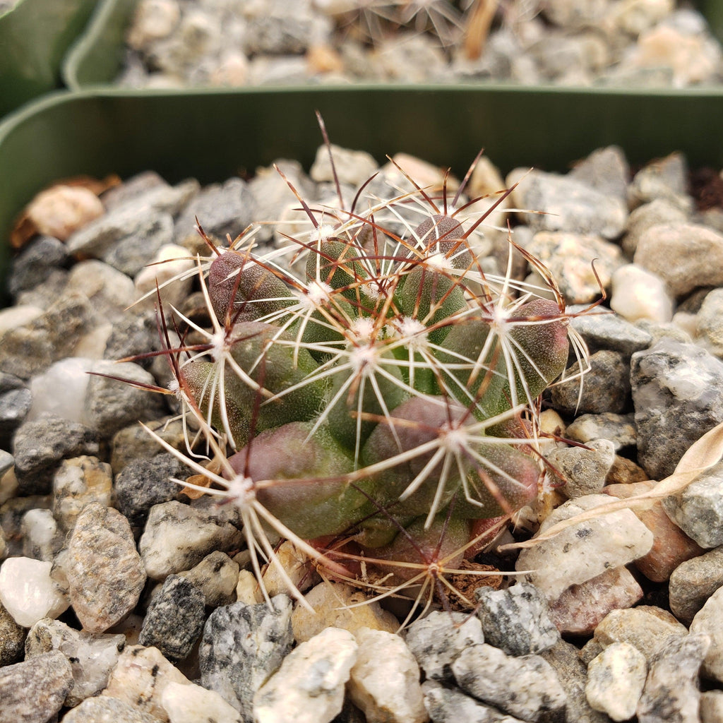 Mammillaria melaleuca
