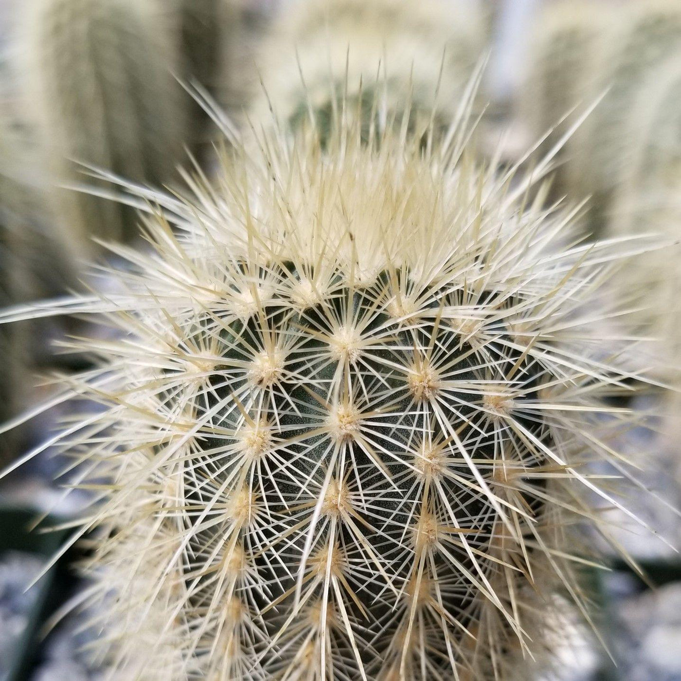 Echinocereus russanthus weedinii – Planet Desert