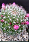 Mammillaria zeilmanniana