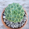1 Lb 3/8 Arizona river rock Cactus and Succulent Top Soil Dressing