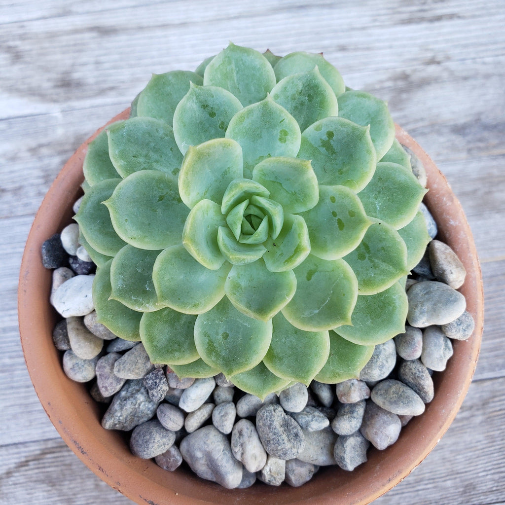 1 Lb 3/8 Arizona river rock Cactus and Succulent Top Soil Dressing