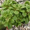 aeonium bethencourtianum