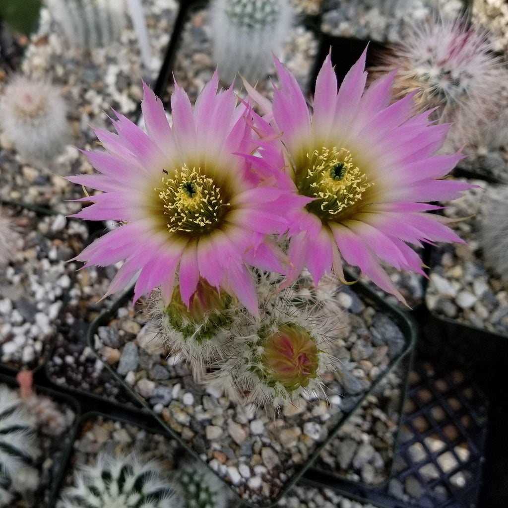 Echinocereus reichenbachii albispinus
