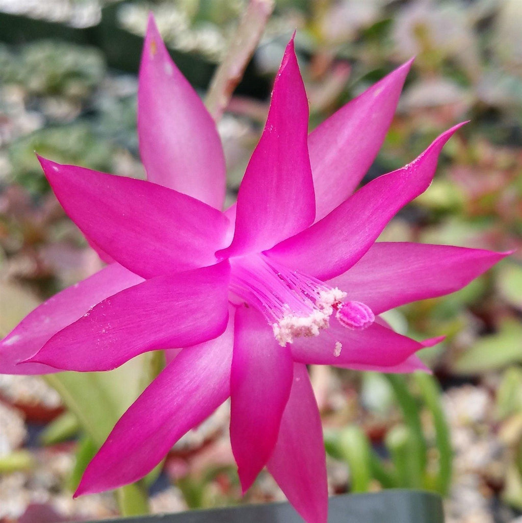 Schlumbergera bridgesii christmas cactus 3 cuttings