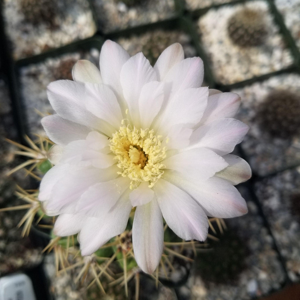 Gymnocalycium monvillei
