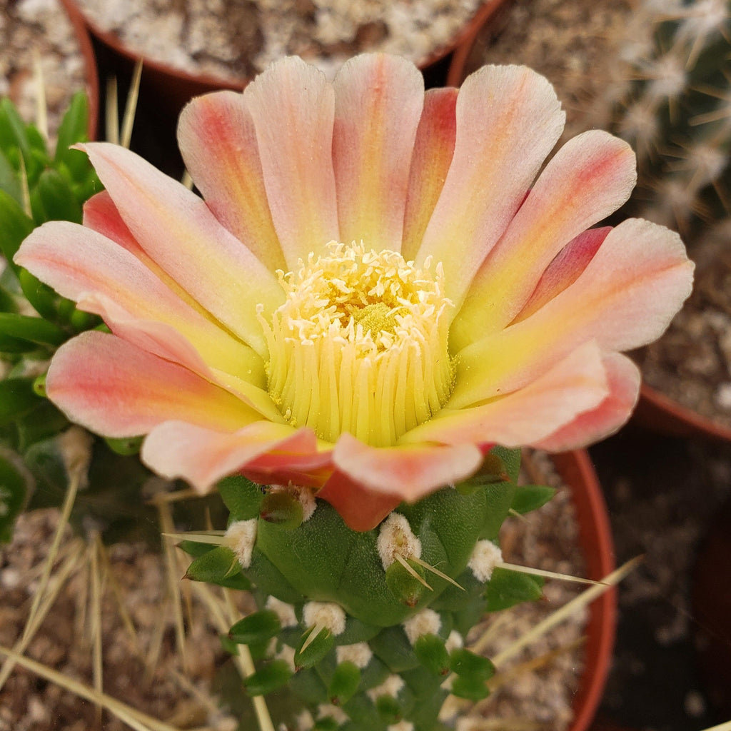 Austrocylindropuntia subulata monstrose cutting