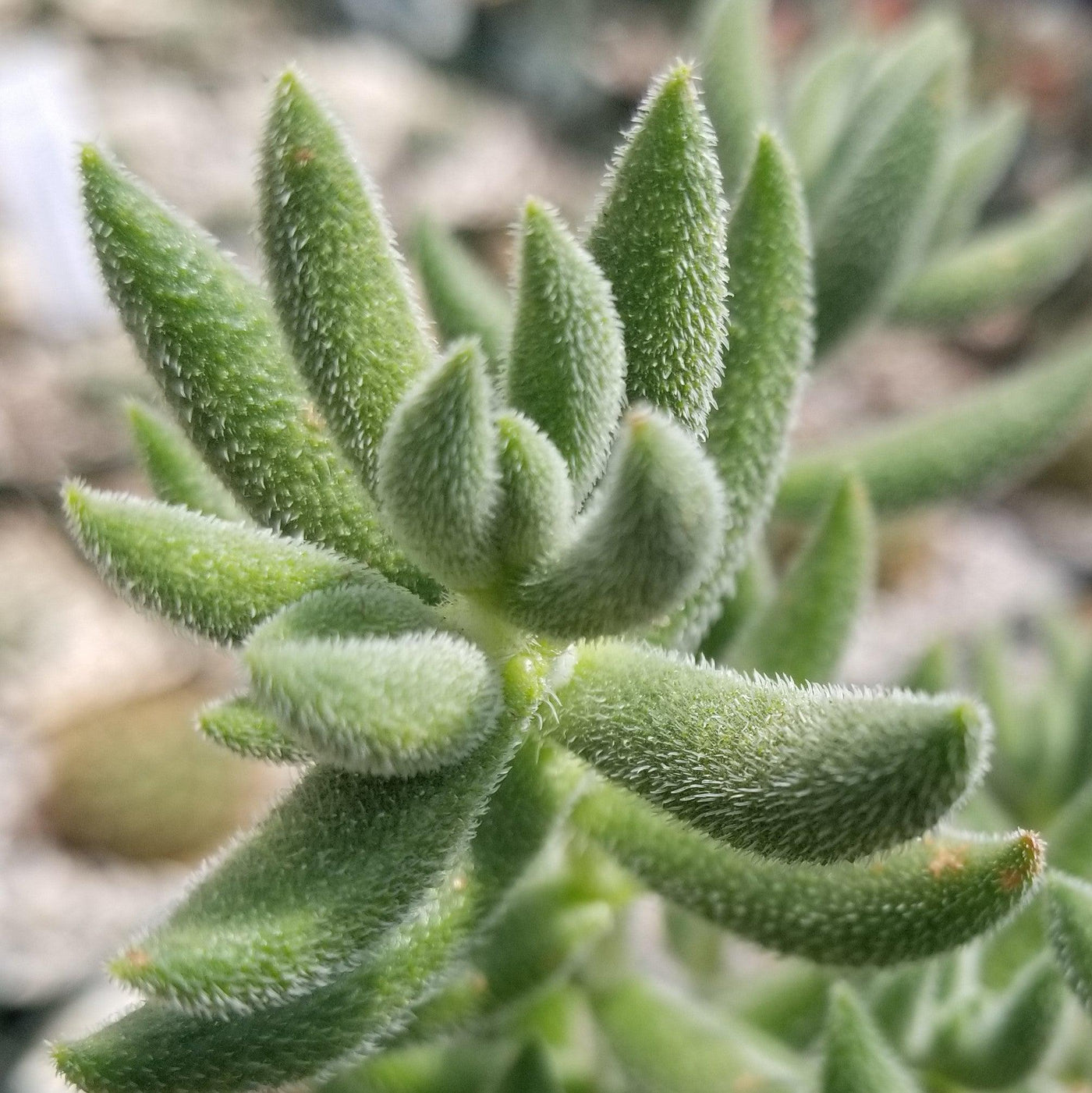 mesembryanthemoides succulent Crassula mesembryanthemoides hispida