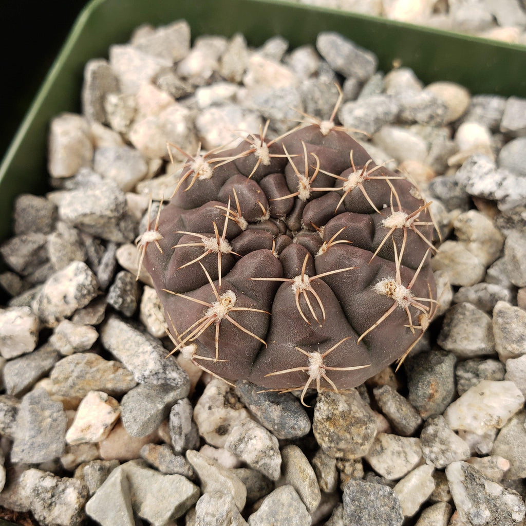 Gymnocalycium lukasikii