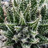 Aloe haworthioides