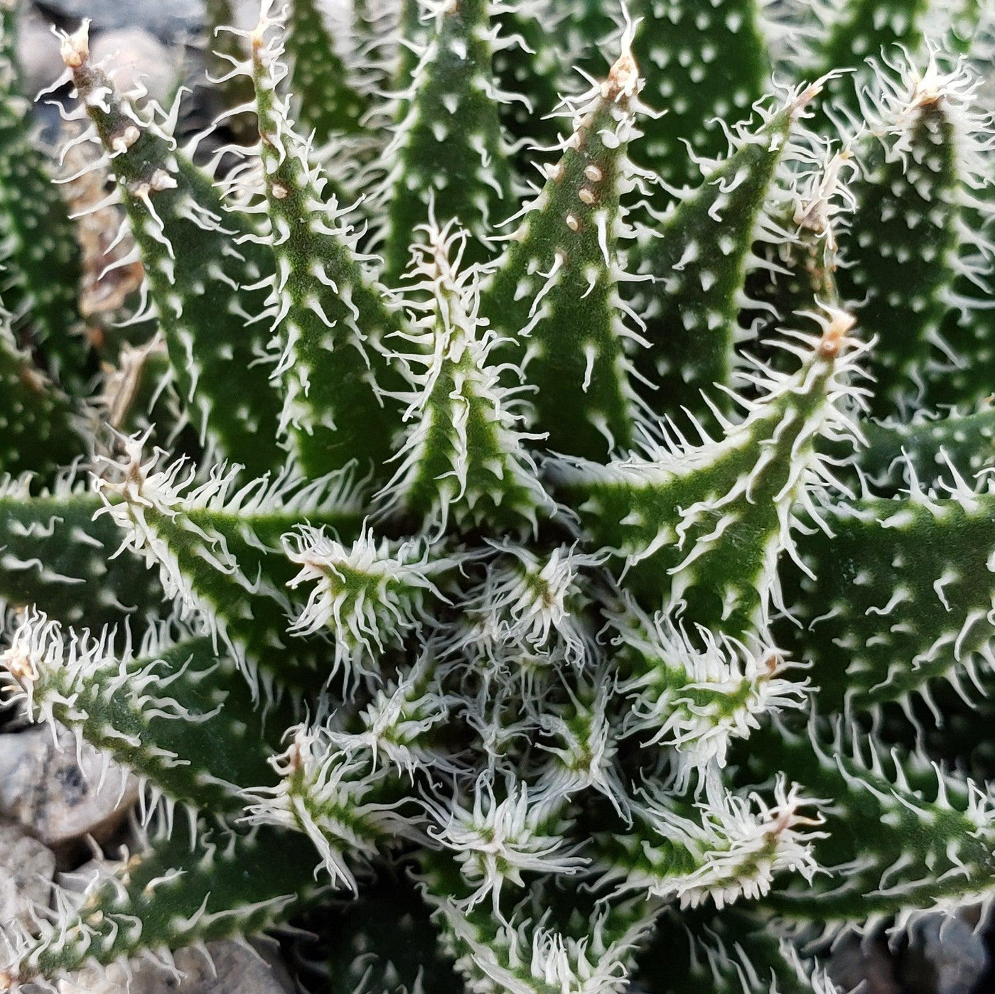 succulent with spiky leaves Aloe haworthioides