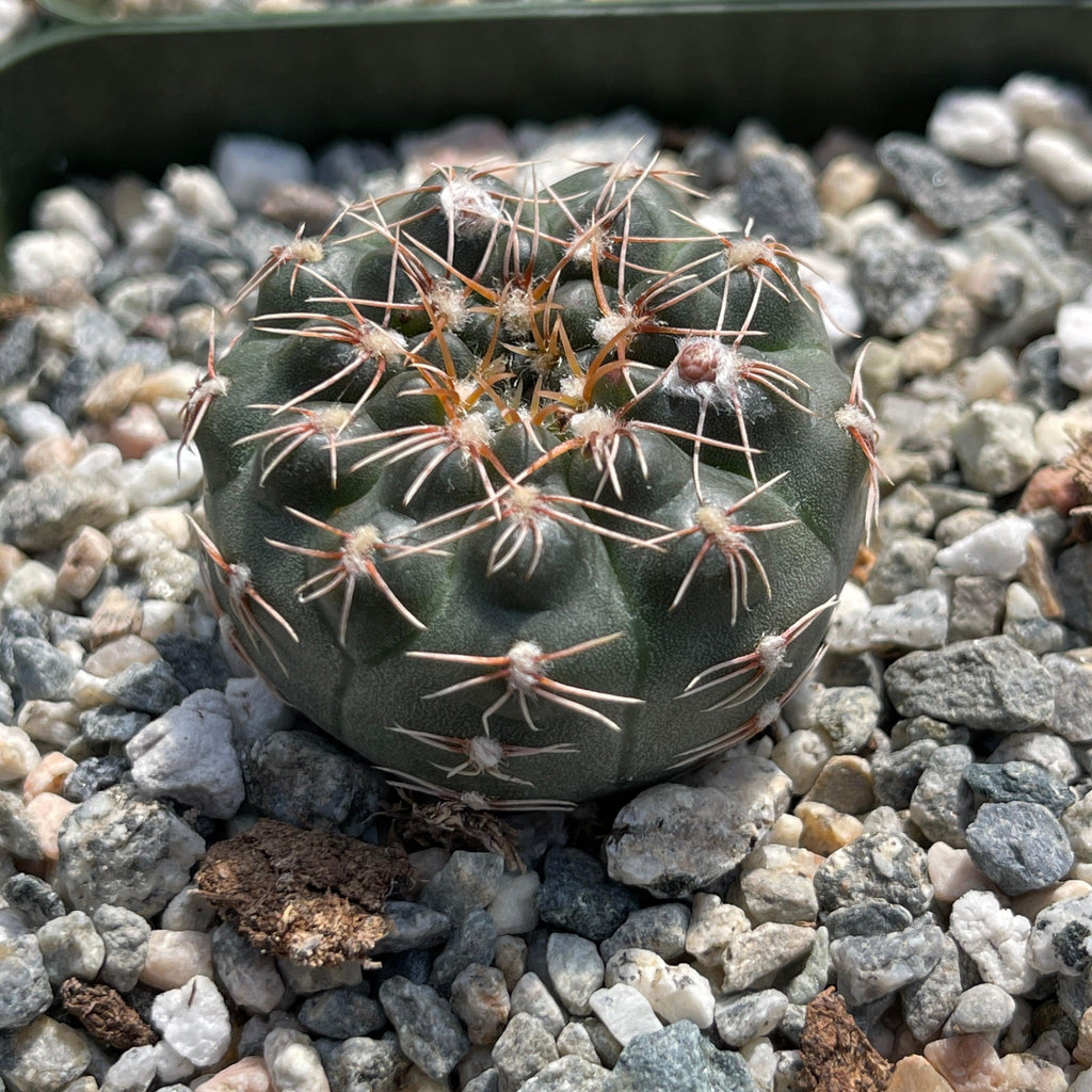 Gymnocalycium ruta