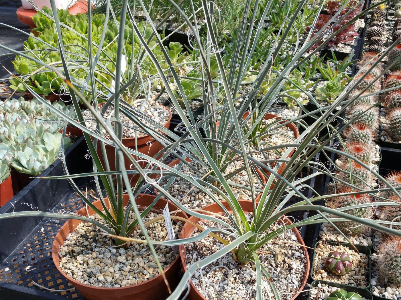 are yuccas succulents Buy Self-Supporting Yucca Baileyi Species