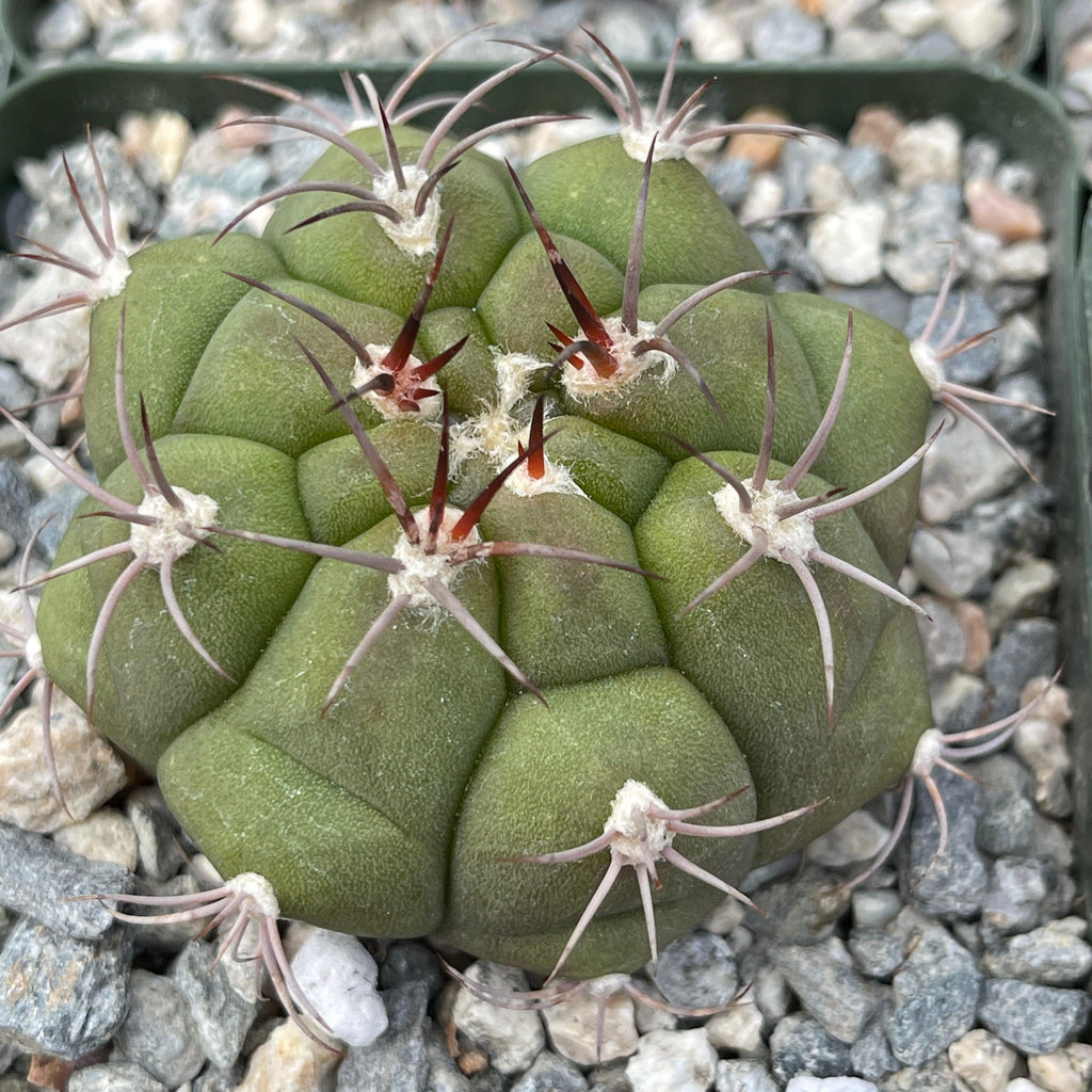 Gymnocalycium marquezii