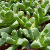 Aloinopsis setifera