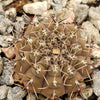 Gymnocalycium occultum