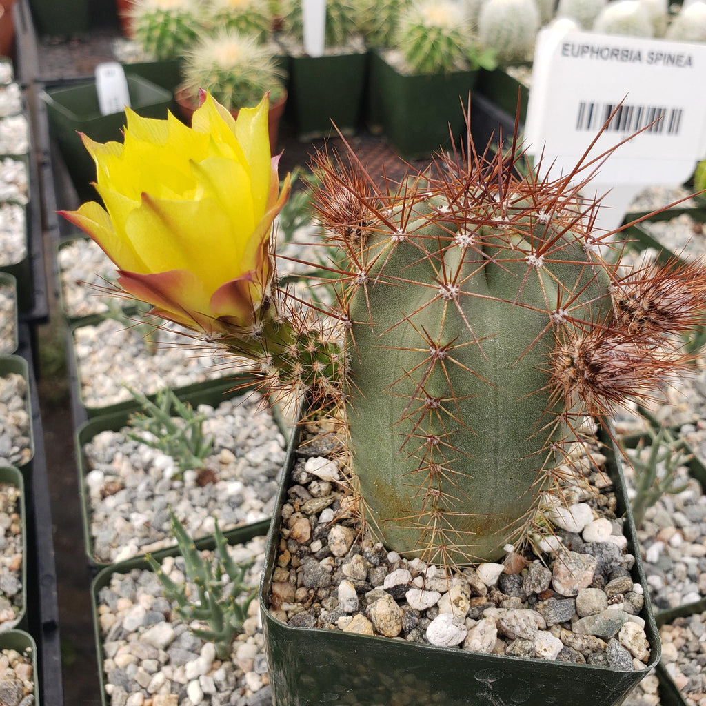 Echinocereus subinermis v. luteus