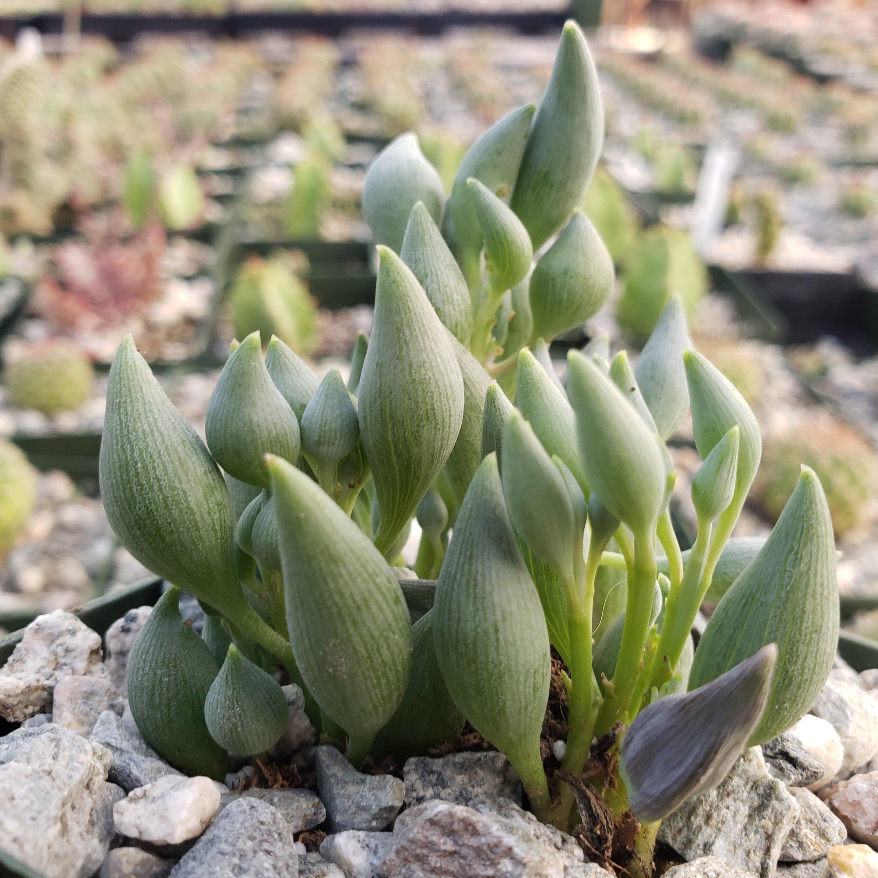 String of Tears - Senecio citriformis