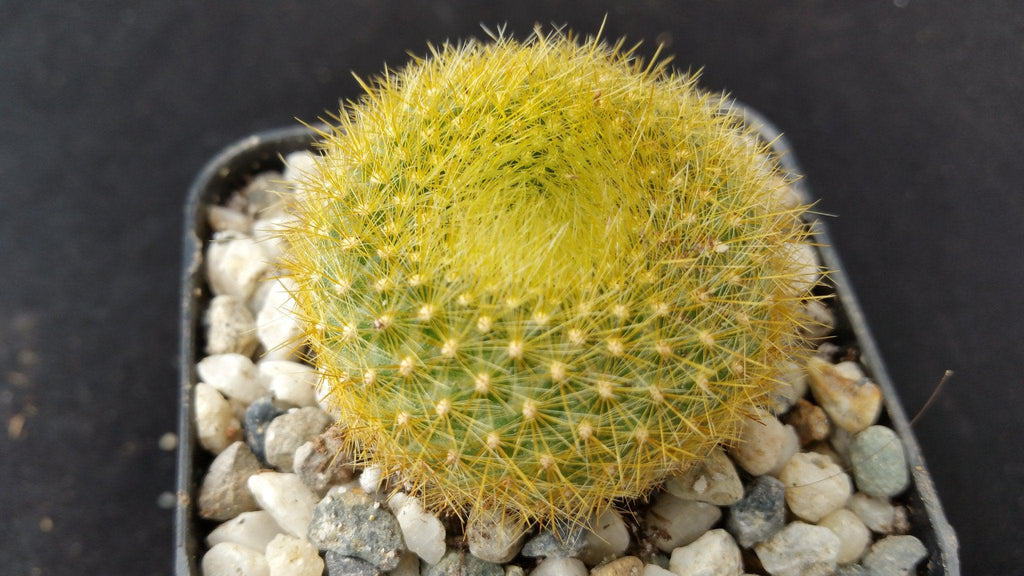 Notocactus graessneri flaviflorus