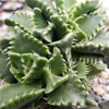 Faucaria candida