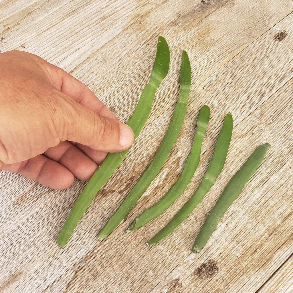 Euphorbia xylophylloides 5 cuttings