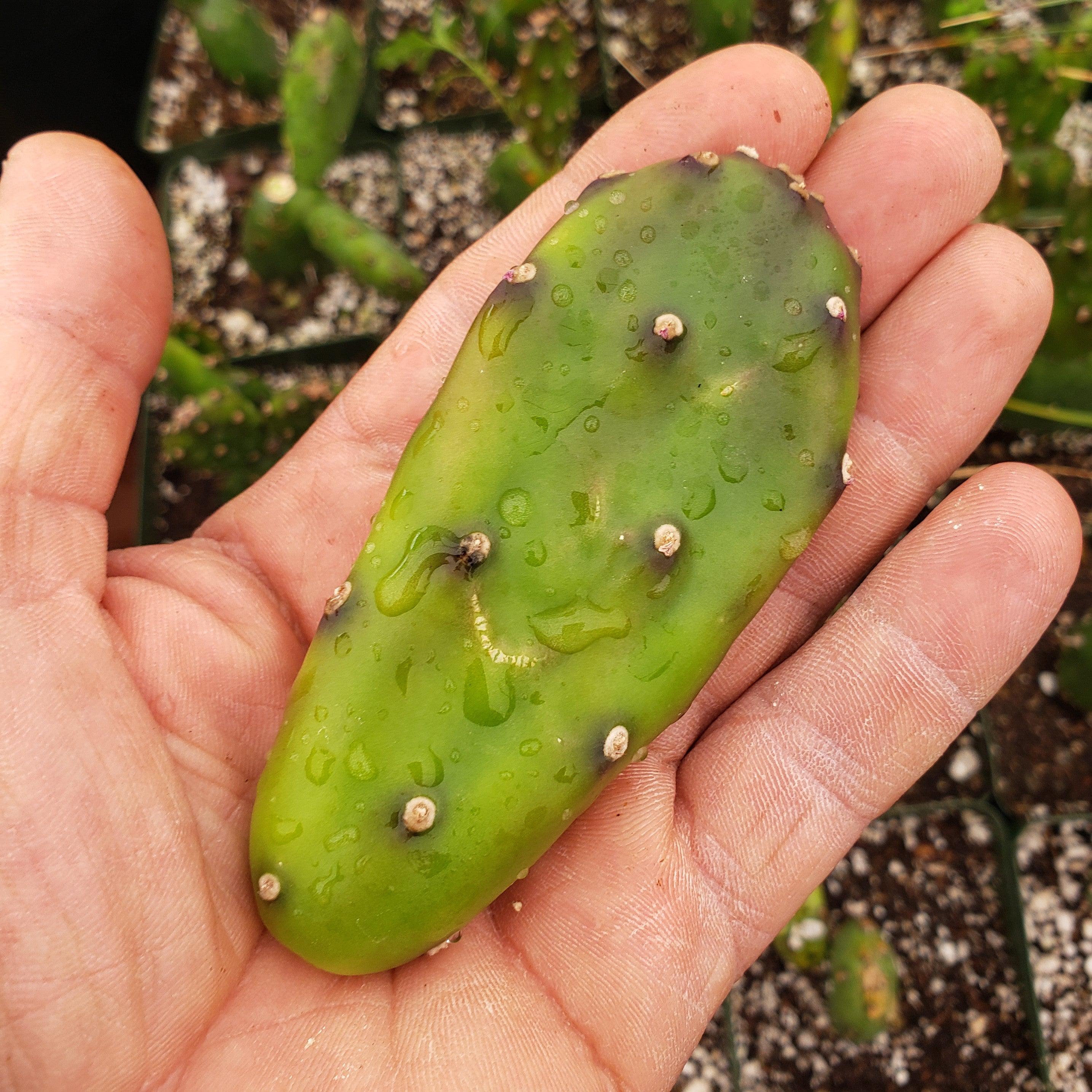 Opuntia canterae elata Cutting