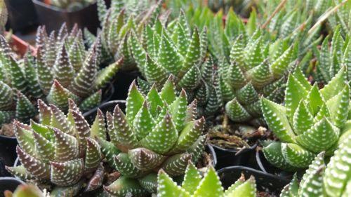 wart succulent Zebra Wart ‘Haworthia reinwardtii’