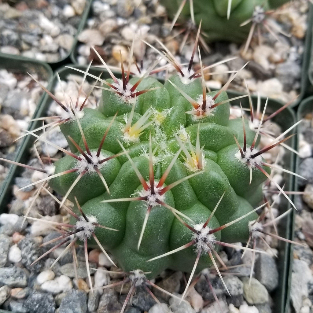 Gymnocalycium achirasense v. orientale