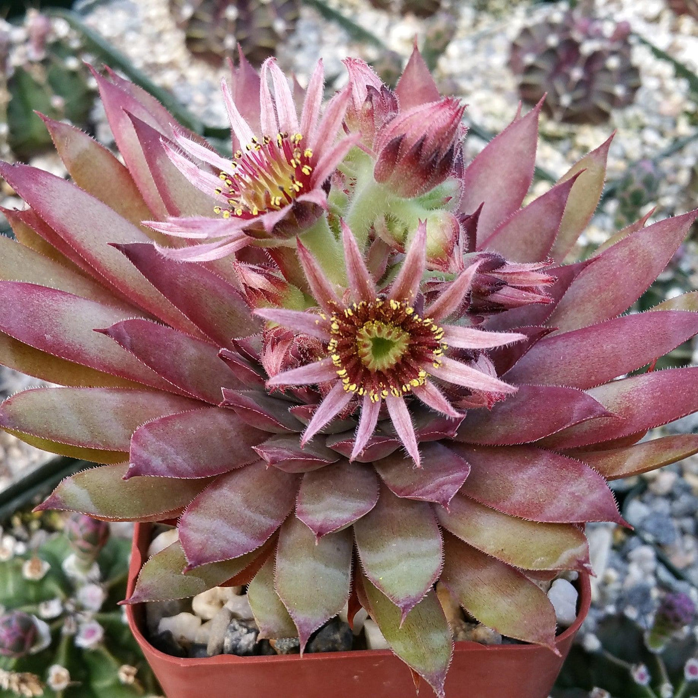 ruby heart succulent Sempervivum 'Ruby Heart' Hens and Chicks