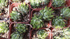 Zebra Wart ‘Haworthia reinwardtii’