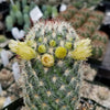 Mammillaria microhelia