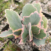 Variegated Lavender Scallops - Kalanchoe fedtschenkoi variegata