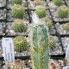 Pilosocereus cephalocereus palmeri