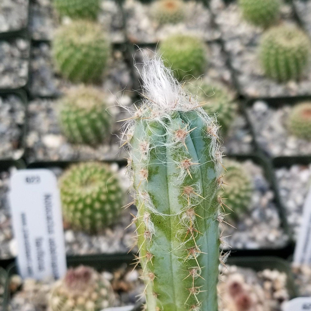 Pilosocereus cephalocereus palmeri