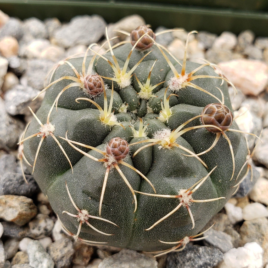 Gymnocalycium schatzlianum mackieanus