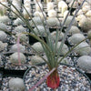 Desert Spoon Plant ‘Dasylirion wheeleri’