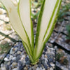 Furcraea foetida