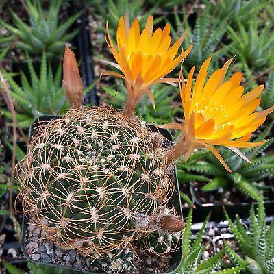 Lobivia acanthoplegma v. roseiflora