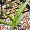 Aloe thraskii