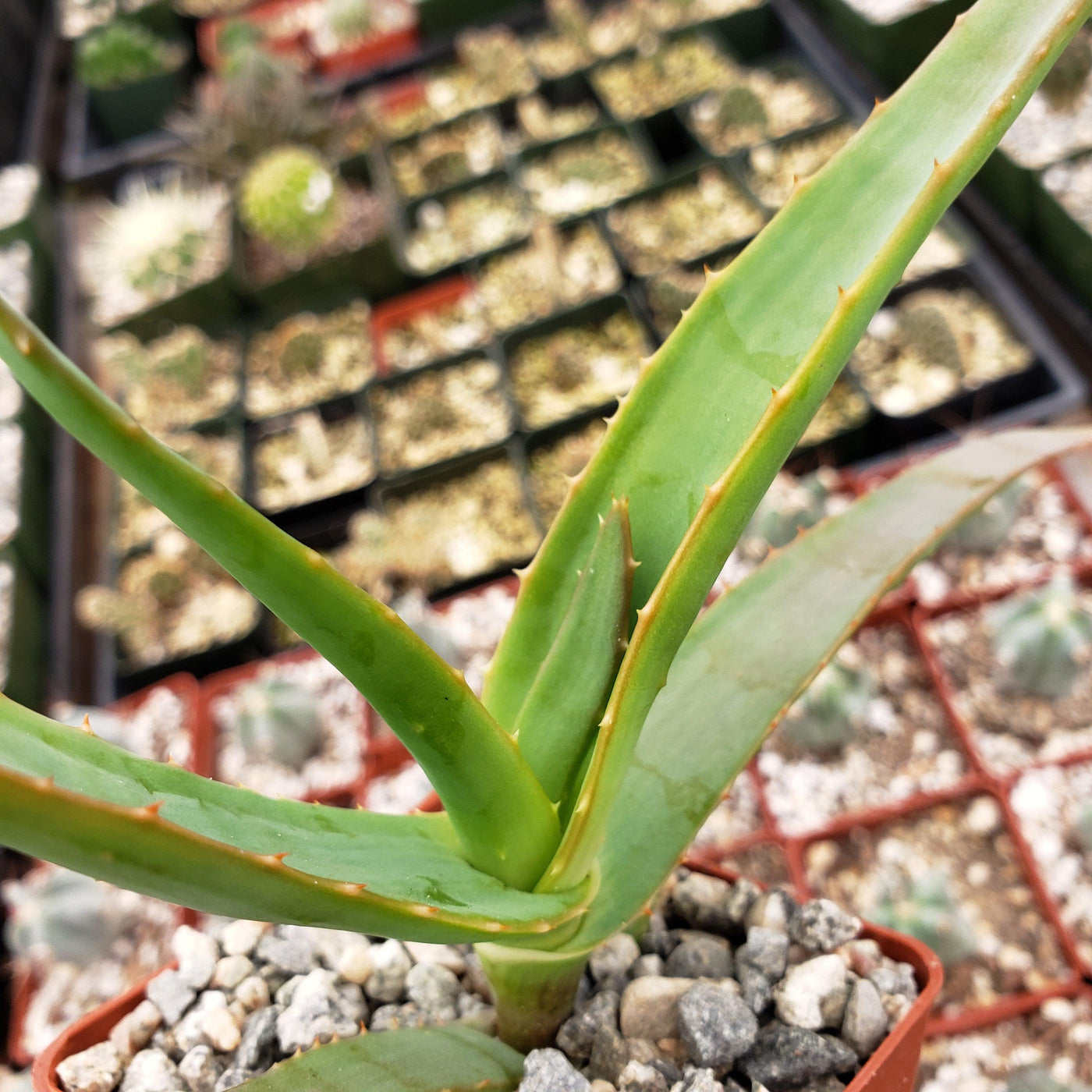 tall aloe vera like plant Tree-like Aloe Thraskii Succulent | Shop Online