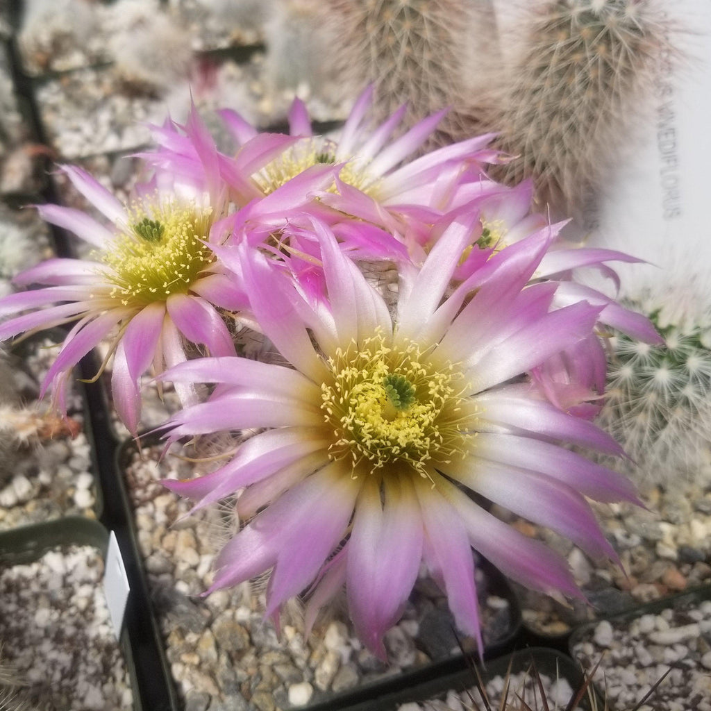 Echinocereus reichenbachii albispinus
