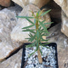 Euphorbia balsamifera