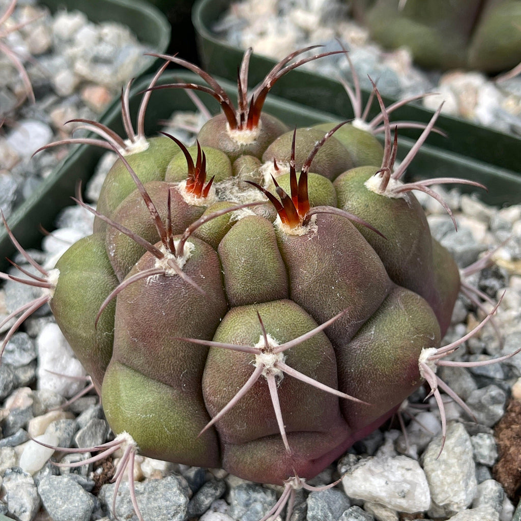 Gymnocalycium marquezii