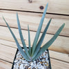 Fan Aloe - Aloe plicatilis