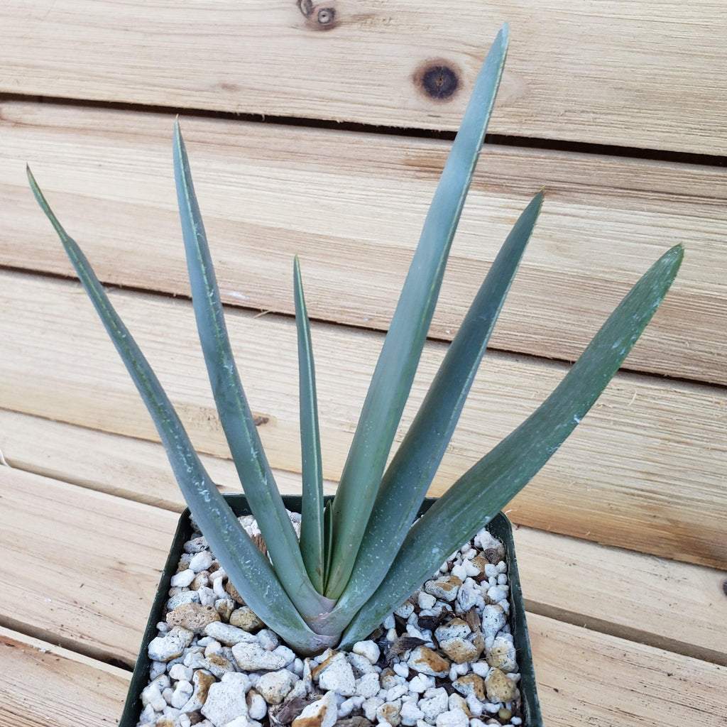 Fan Aloe - Aloe plicatilis